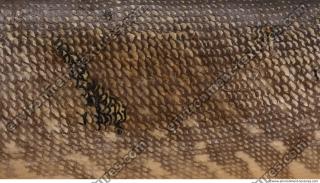 Photo Textures of Animal Skin 